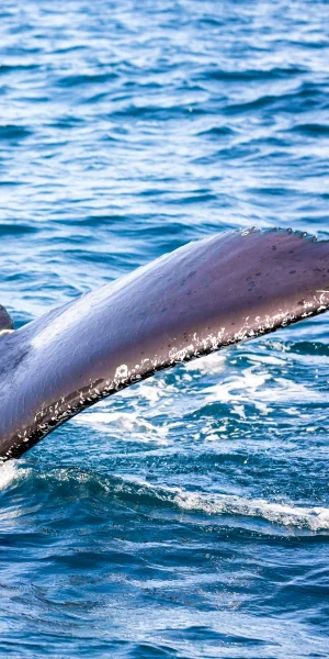 lt4-whale